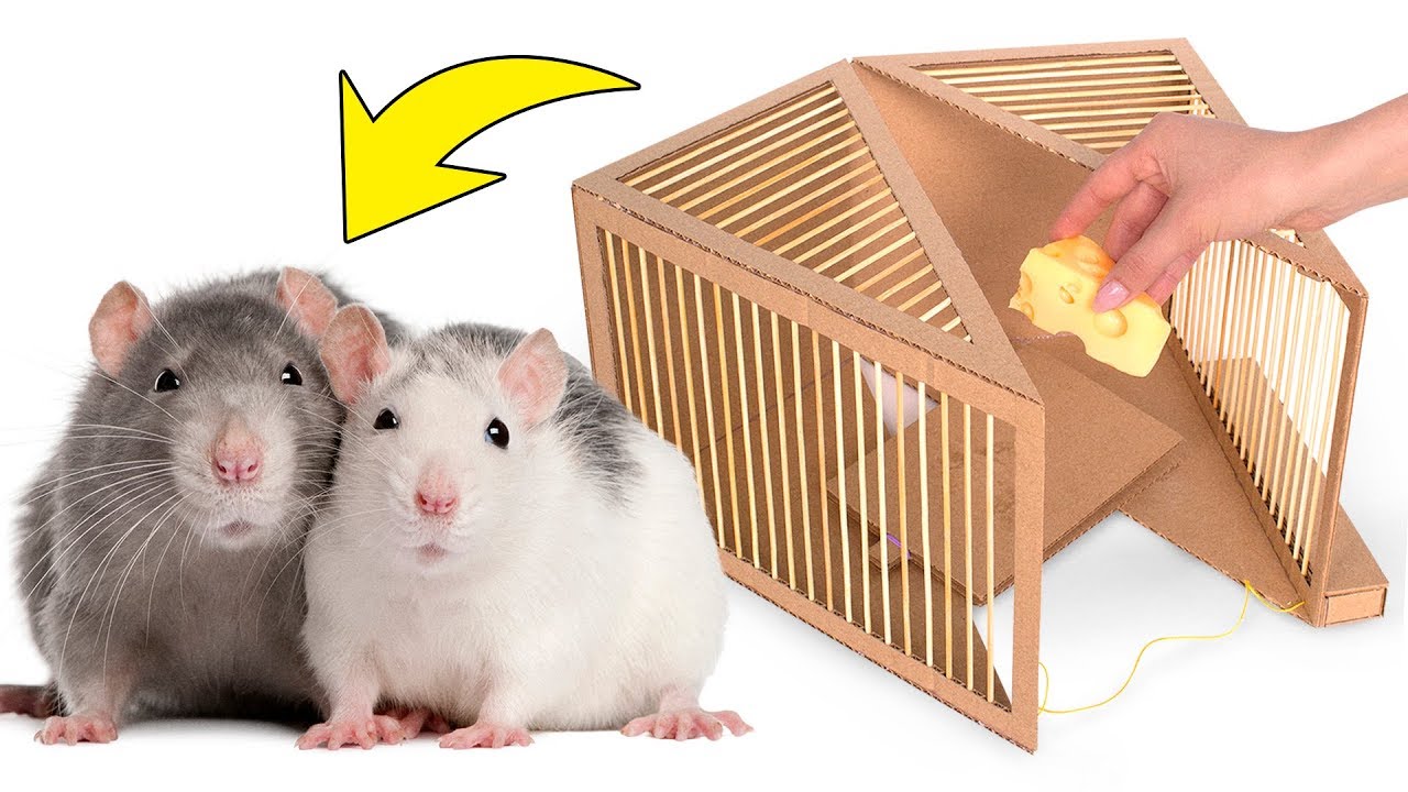 🧀🐀 Prosta Pułapka na Szczury z Kartonu