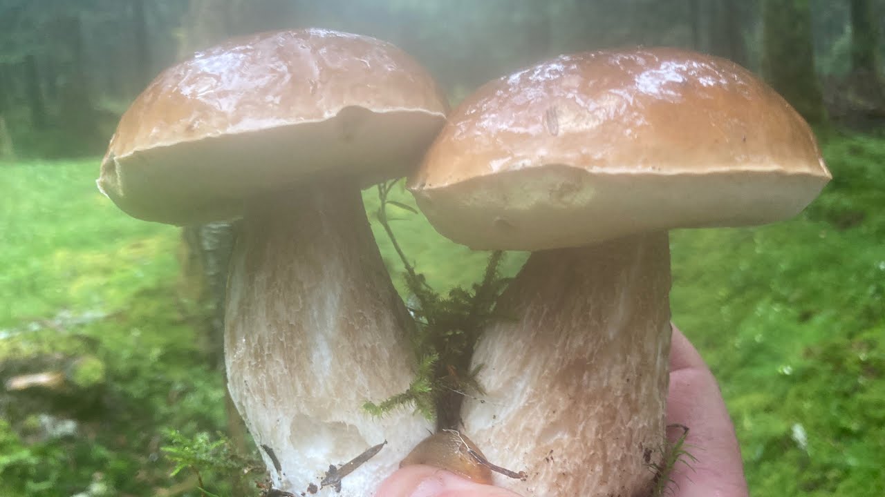 Premier boletus edulis 🍄🕺