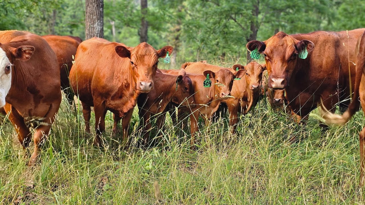 Paddock  shift and look at calves.