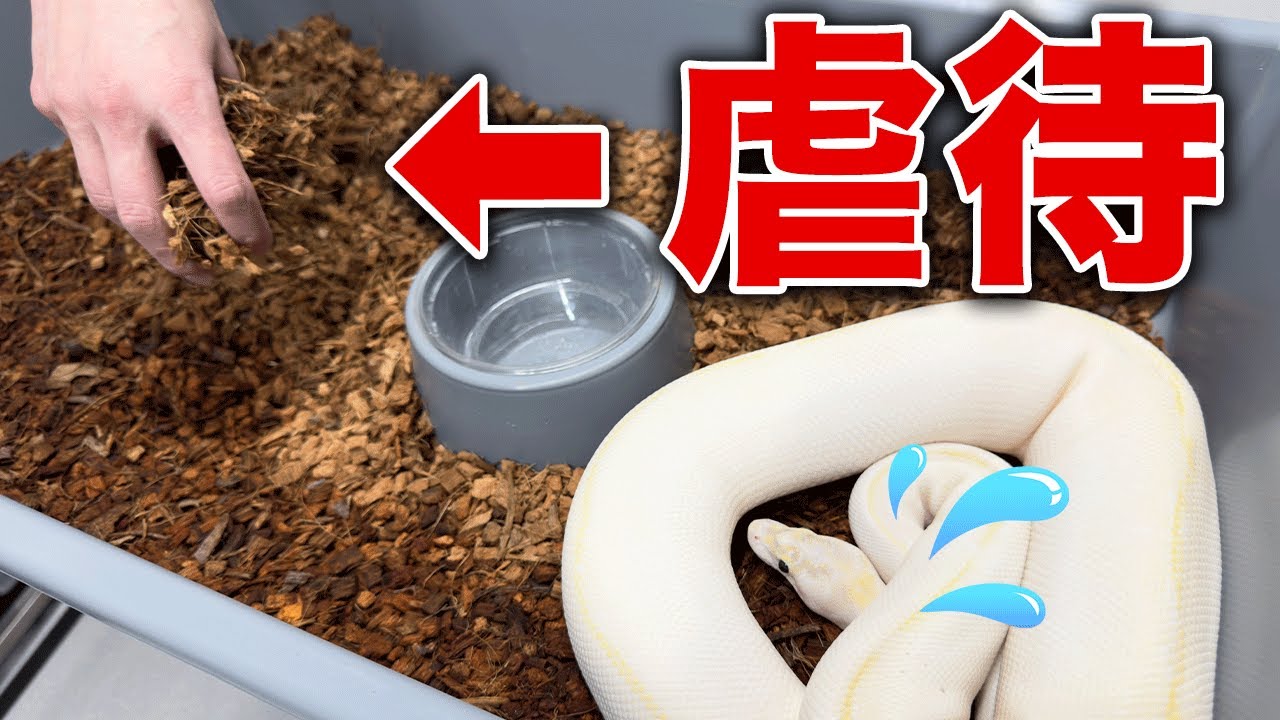 【※初心者マジやめて】知らずのうちにヘビの虐待となる行為｜ボールパイソンと飼育