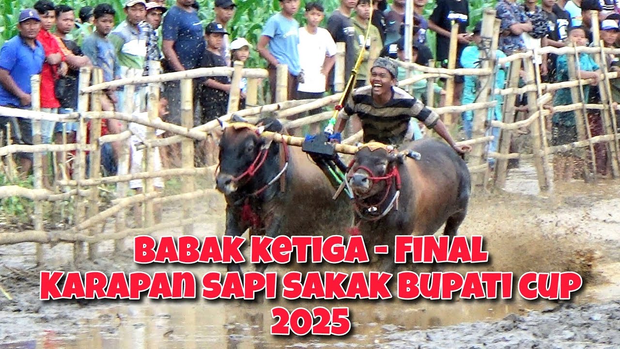 BABAK KETIGA - FINAL KARAPAN SAPI BRUJUL BUPATI CUP 2025