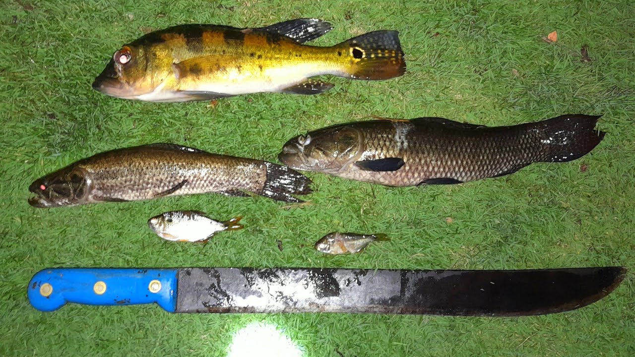 🔴NÃO  ACREDITO QUE EU MATEI ATÉ TUCUNARÉ DE FACÃO!!! *matando peixe com facão*