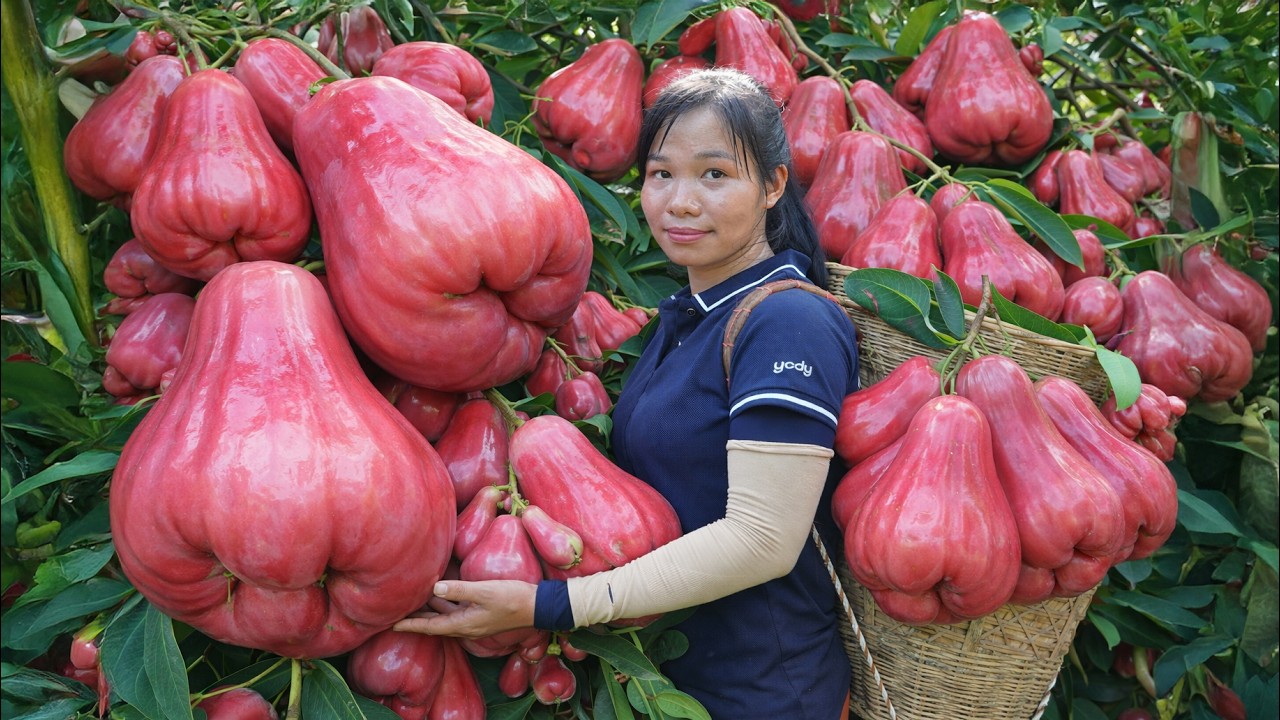 TIMELAPSE -- Harvesting +1000kg The Giant Wax Apple And Take Them To The Market To Sell