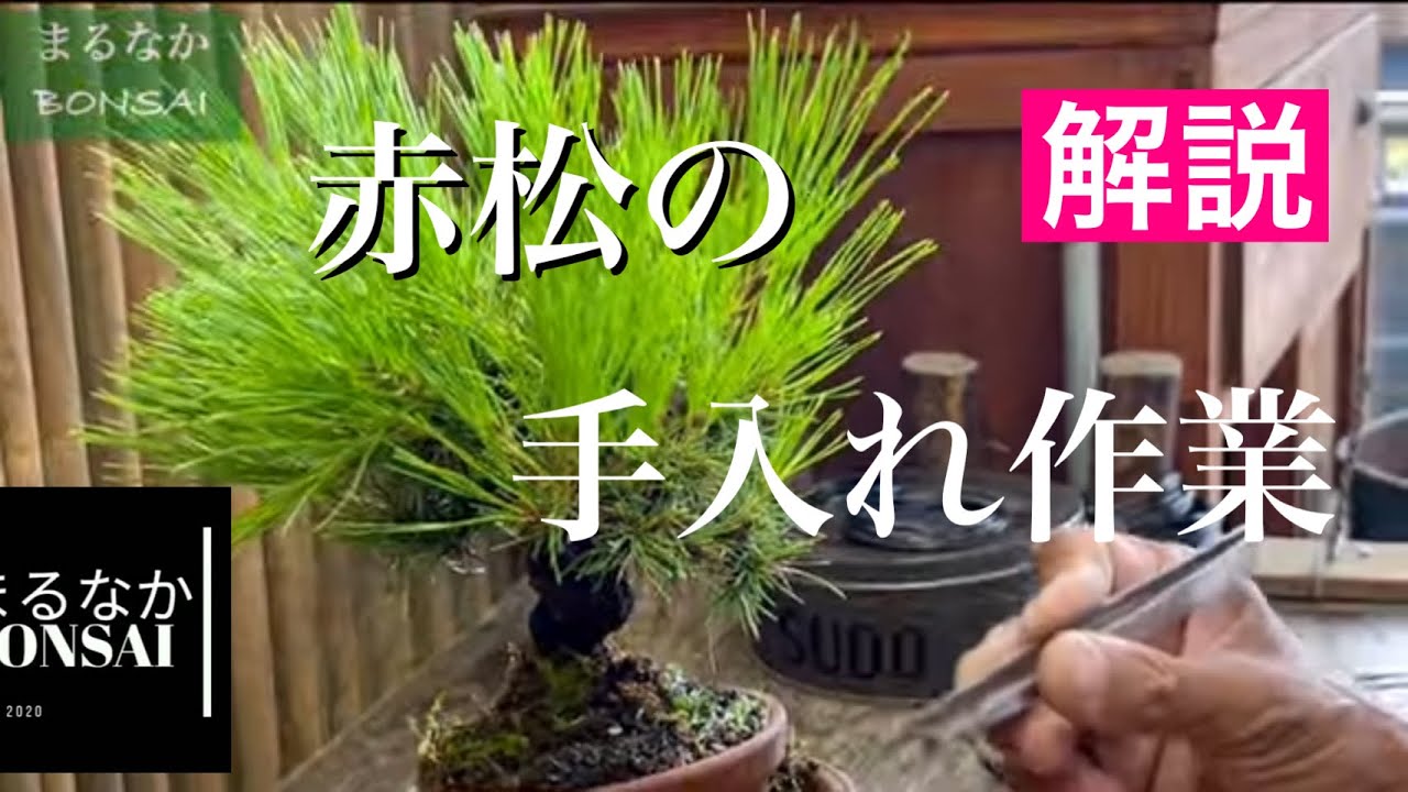 #237  赤松の、お手入れ作業。　　　　@まるなかBONSAI      【ミニ盆栽】