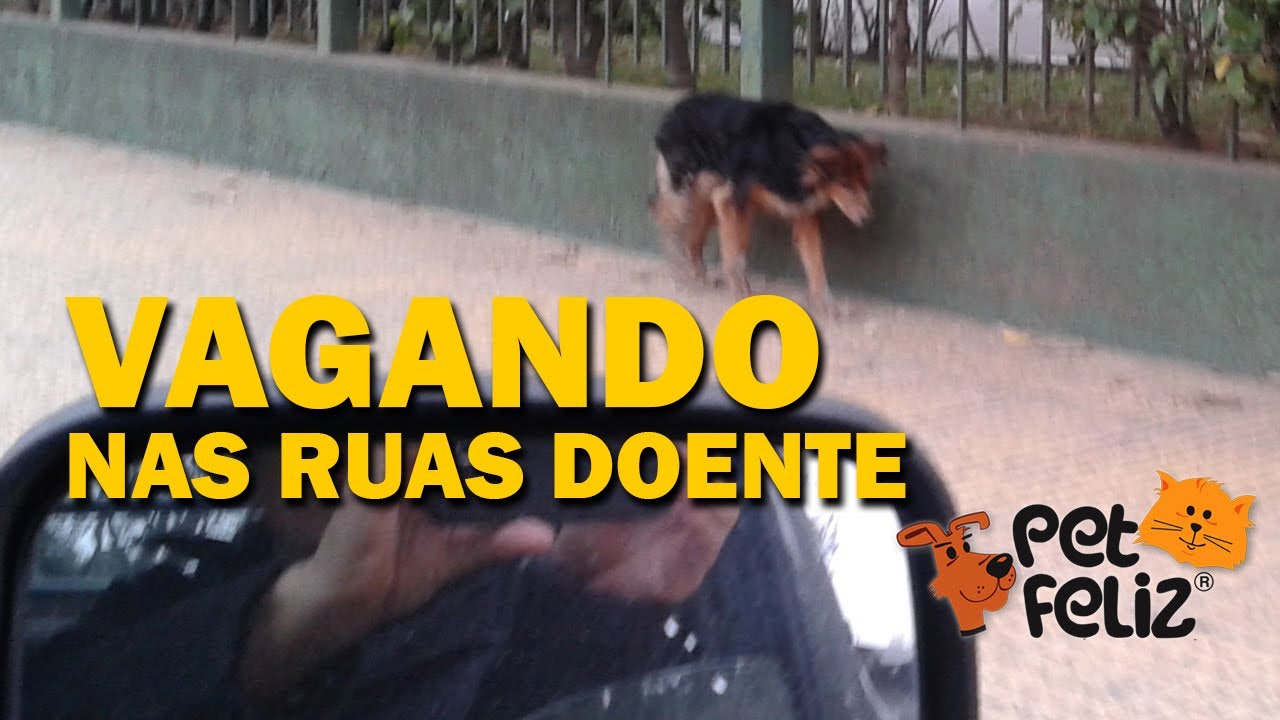 Cachorra abandonada por que estava doente, resgate difícil e demorado. Petfeliz  cães e gatos