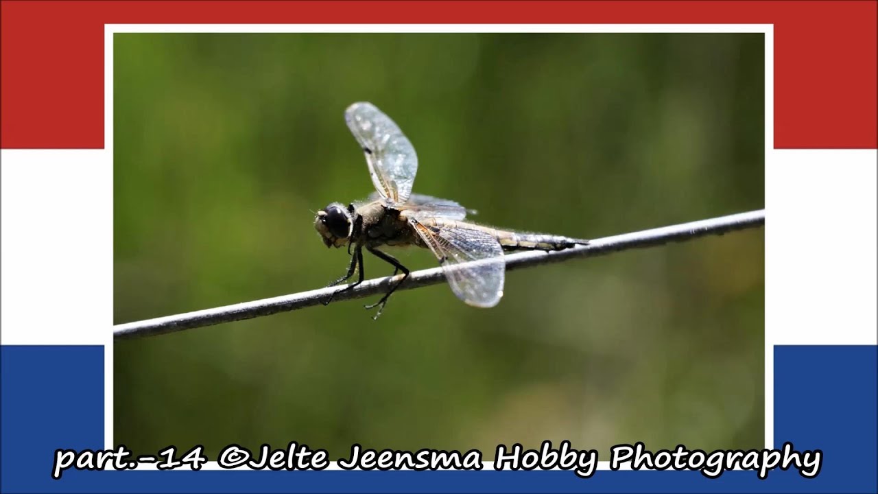 part.-14 &copy;Jelte Jeensma Hobby Photography