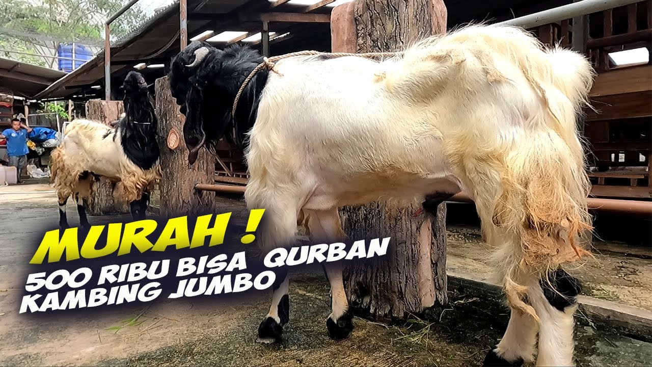 Hemat Jutaan, Update Kambing Qurban Jumbo Jakarta Selatan