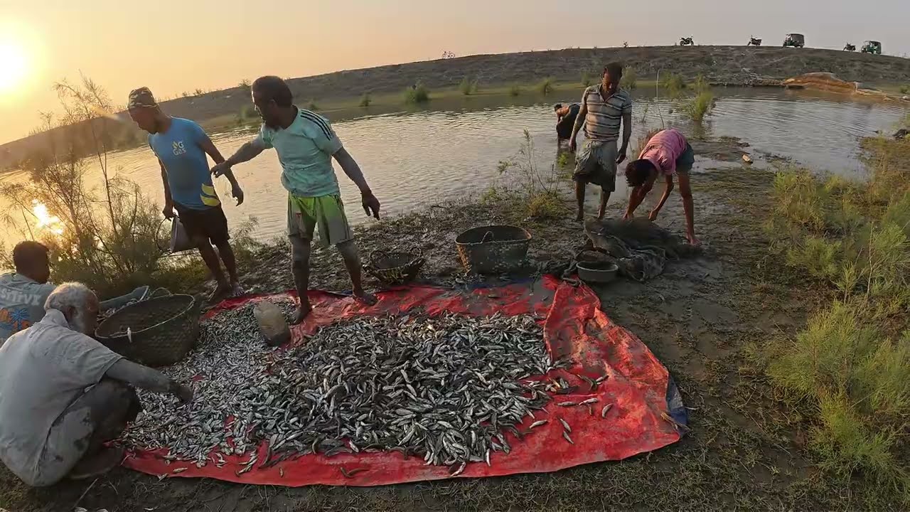 ঝাঁকে ঝাঁকে মাছ  | GPD #fishinglife #vlog #fishinglife #farmer #village #fishing #foryoupage #trend