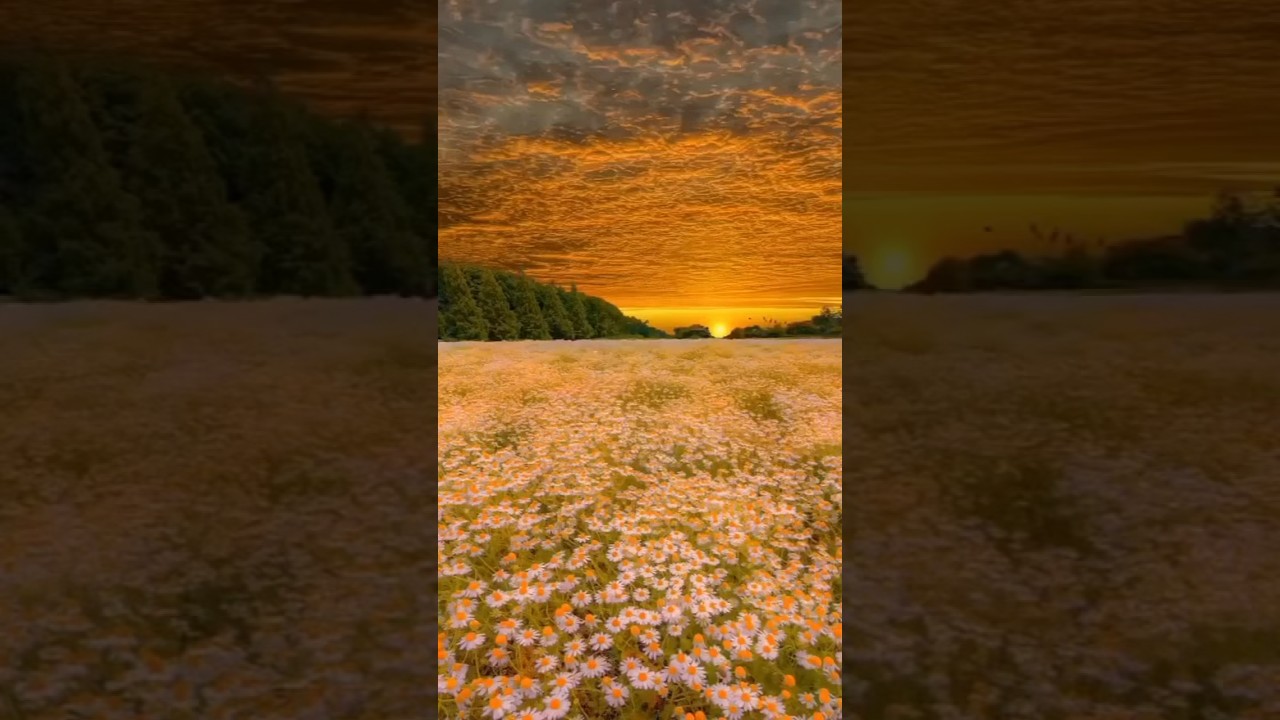 #shorts #magicrelax meditation music instrumental music relax sleep sounds music for meditation