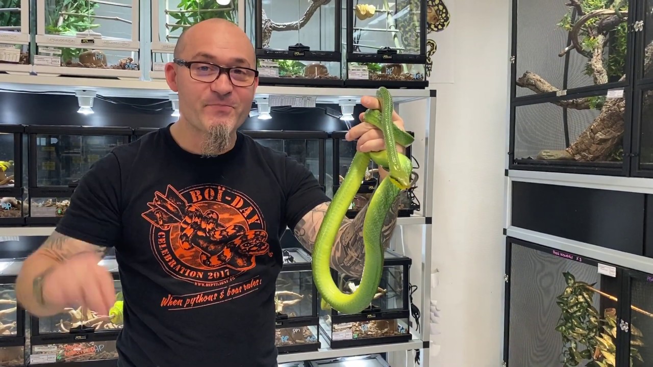 Le serpent ratier des mangroves, Gonyosoma oxycephalum, une couleuvre pas comme les autres