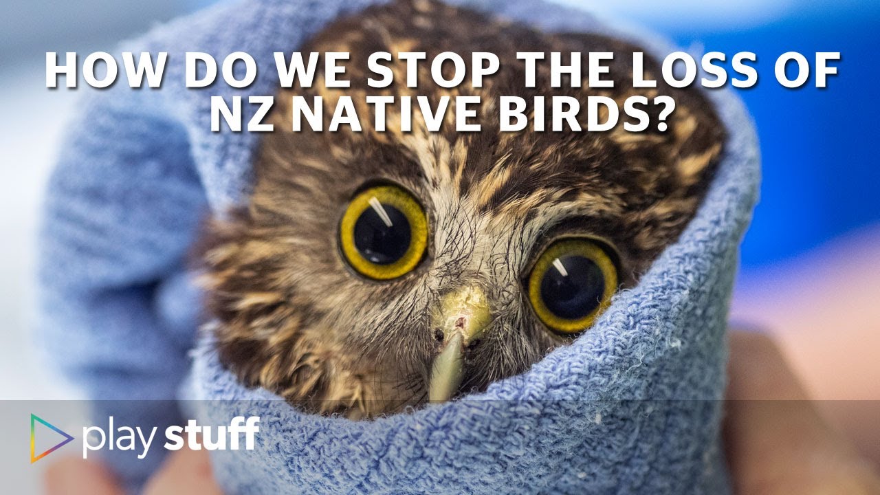 How do we stop the loss of NZ native birds? | This Is How It Ends (part 2) | Stuff.co.nz
