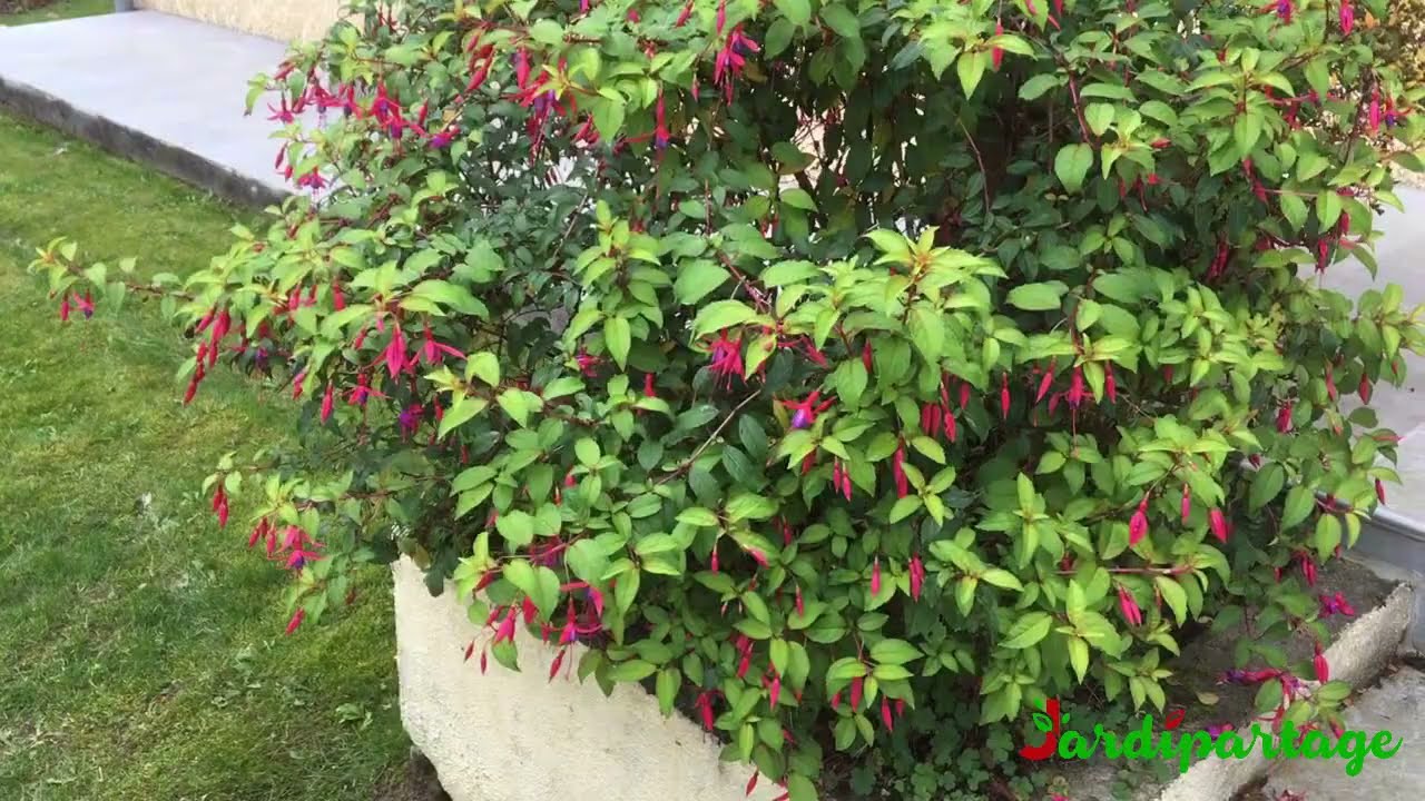 96 - Quand tailler les fuchsias rustiques ?