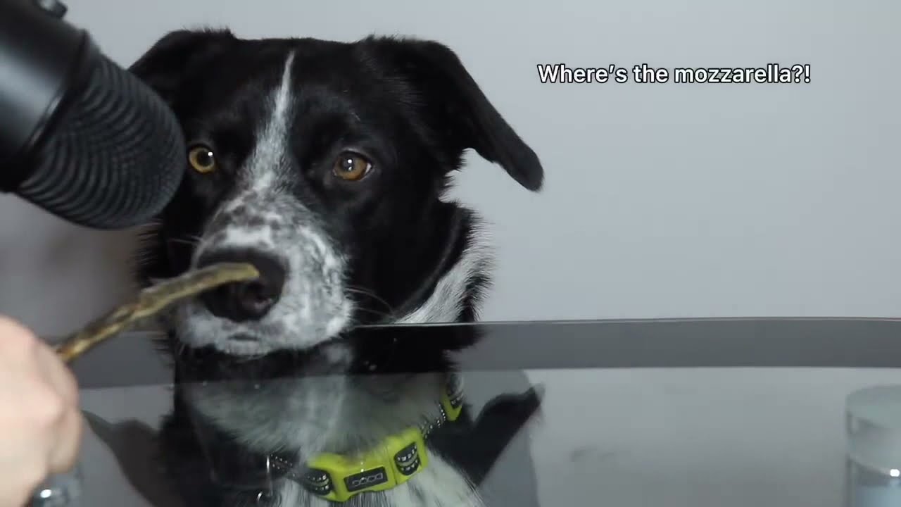 DOG ASMR - DOG LOVES MOZZERLLA CHEESE AS A SNACK