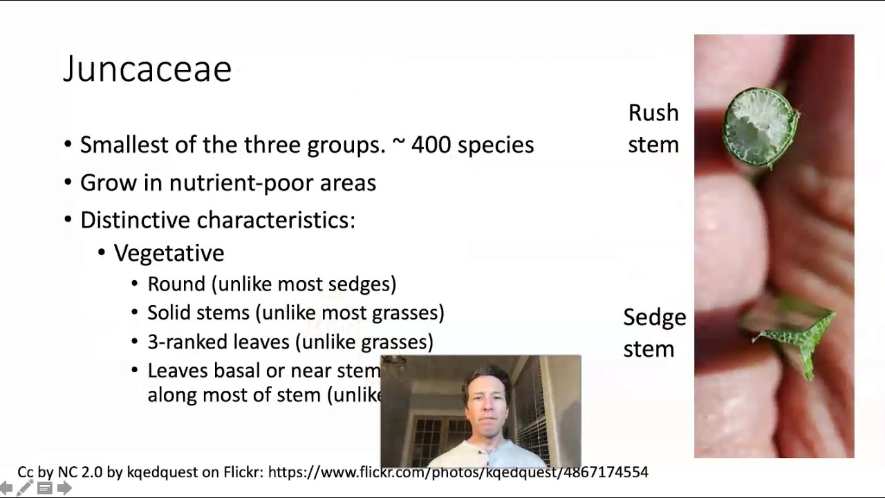 Monocots 2 graminoids