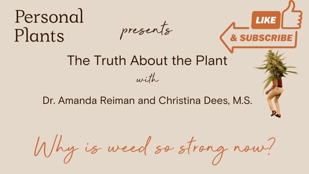 The Truth About the Plant: Why is weed so strong now?