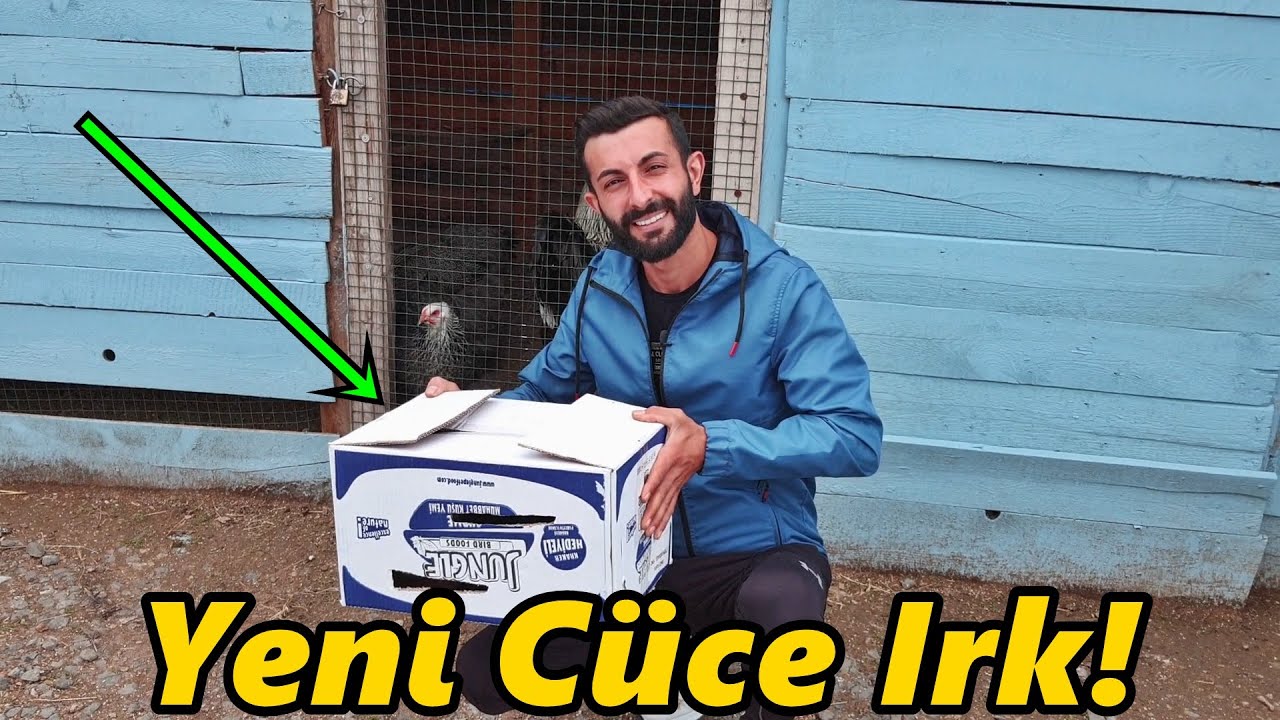 Yeni Tavuk ve Horoz Aldım!-Komşunun Horozu Geldi Jileti Saldın!-#Horoz#Tavuk#Civciv#Hindi#Keklik