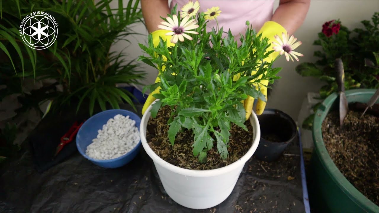 Cómo TRASPLANTAR CORRECTAMENTE ✅ una margarita punto azul 🌷(aplica para otras variedades de PLANTAS)
