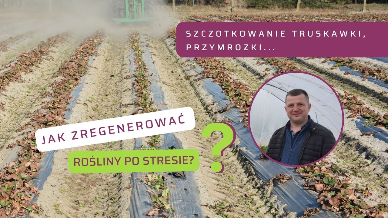 Szczotkowanie liści truskawki po zimie i przymrozki. Jak wspomóc rośliny w warunkach stresowych?