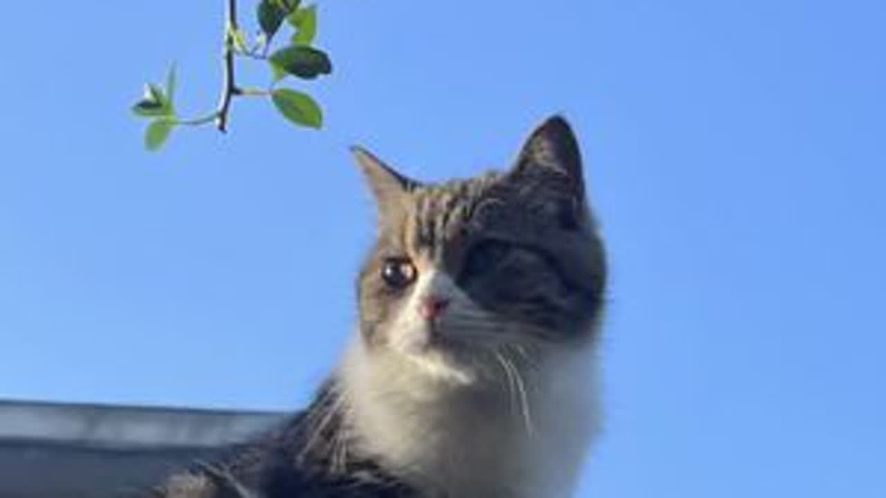 当一只城里猫回村后#我镜头下的小猫 #被猫猫治愈的瞬间 #我的乡村生活 #小动物们能有多治愈 #回村后的猫咪