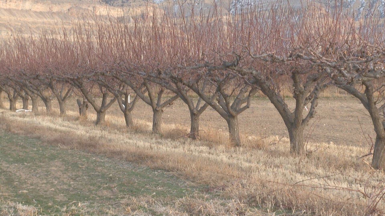 Palisade orchard preserved through land trust conservation effort