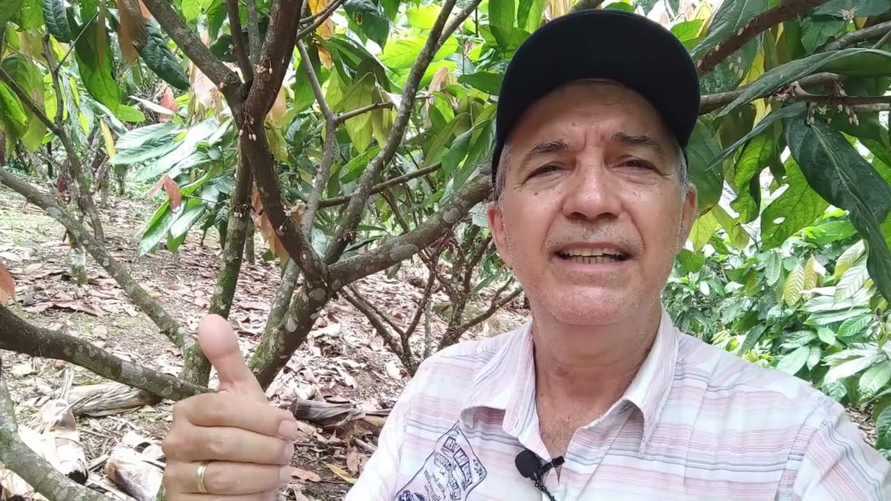 Demonstração de Polinização do Cacaueiro para Aumentar a Produtividade