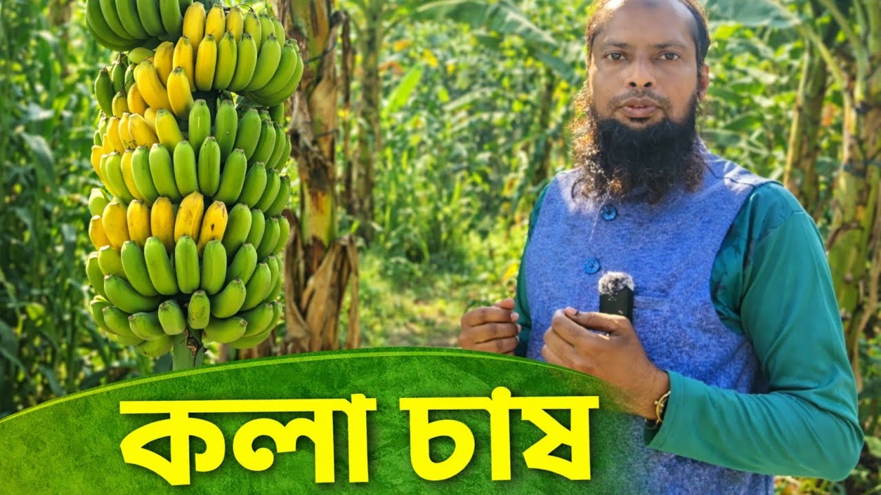 গ্রামের বাগানে বিশাল কলার কাঁধি | Banana Cultivation in Bangladesh 