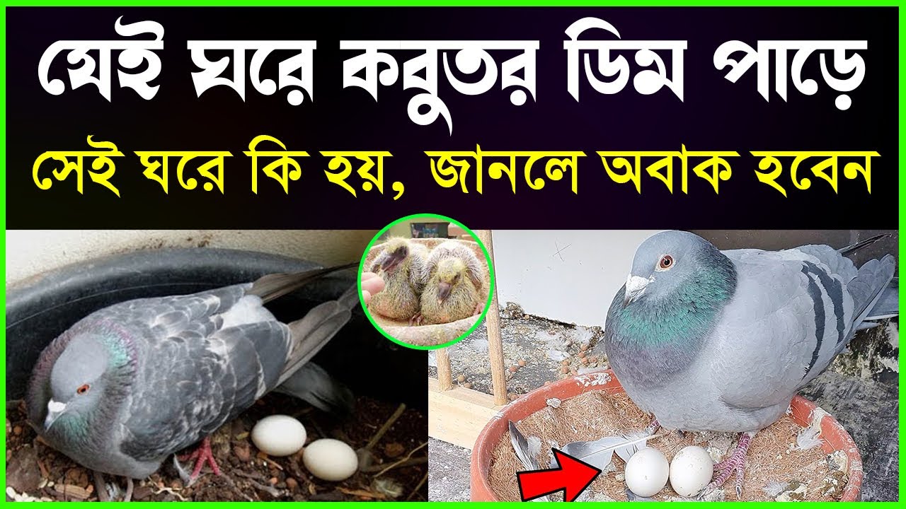 যেই ঘরে কবুতর ডিম পাড়ে সেই ঘরে কি হয়, জানলে আশ্চর্য হবেন! #ইসলামিক_কাহিনী #islamicvideobangla
