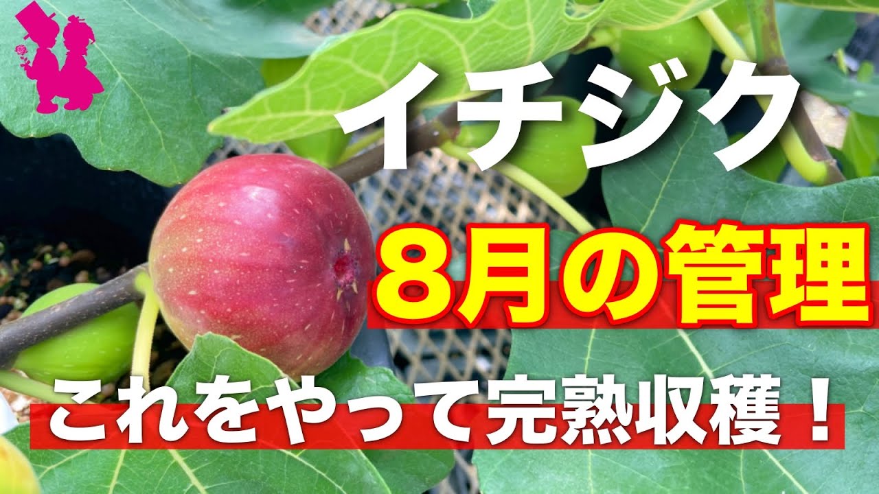 【イチジク】8月の管理を園芸農家が教えます！