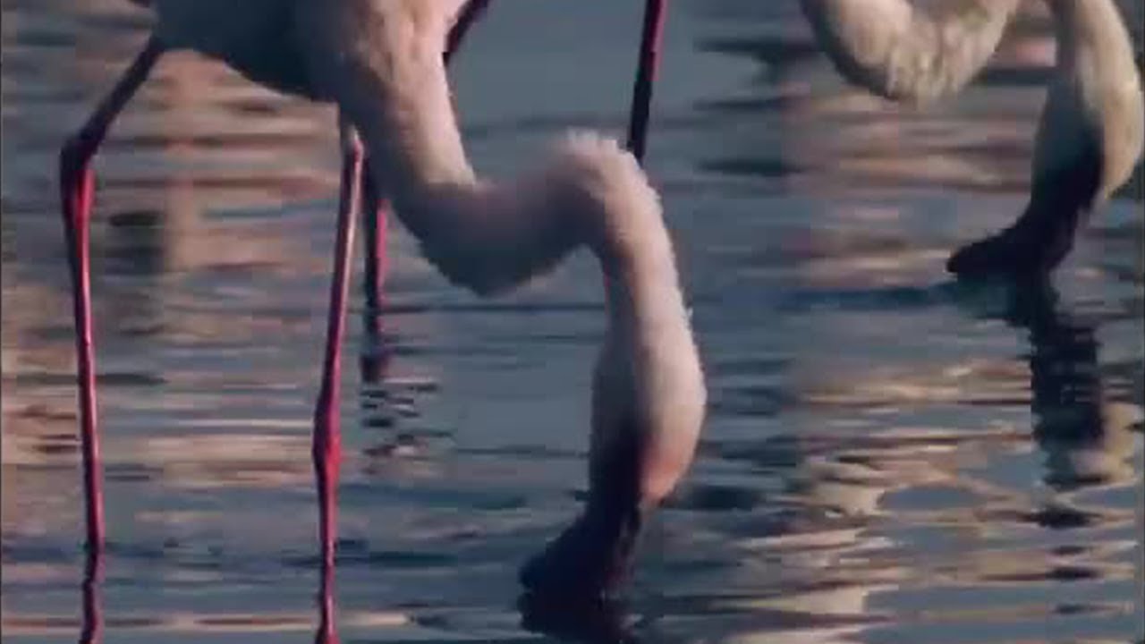 Flamingos Feeding on Lake Bogoria | BBC Studios