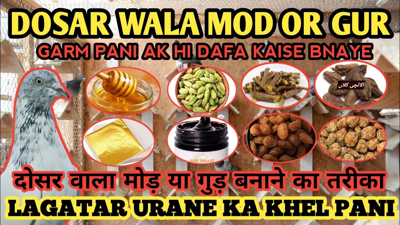 CHETAR OR BESAKH ME LAGATAR URANE WALA MUKAMAL KHEL PANI #pigeon #kabootar #tips #trending #viral 