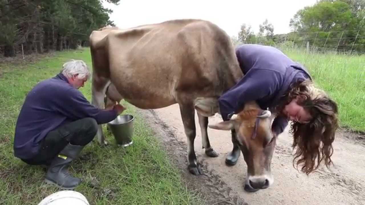 Hollyburton Raw - Morning milking of cow, goats and sheep at Hollyburton.
