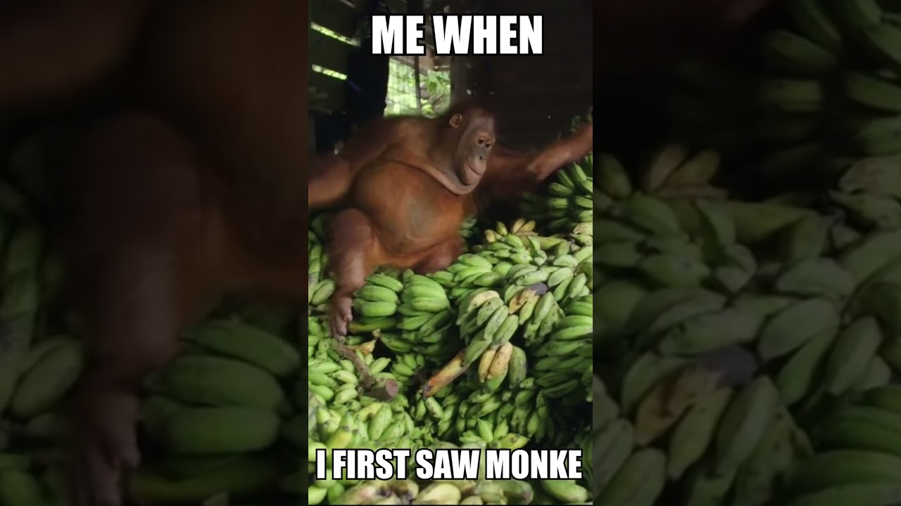 Personality = monkey #shorts