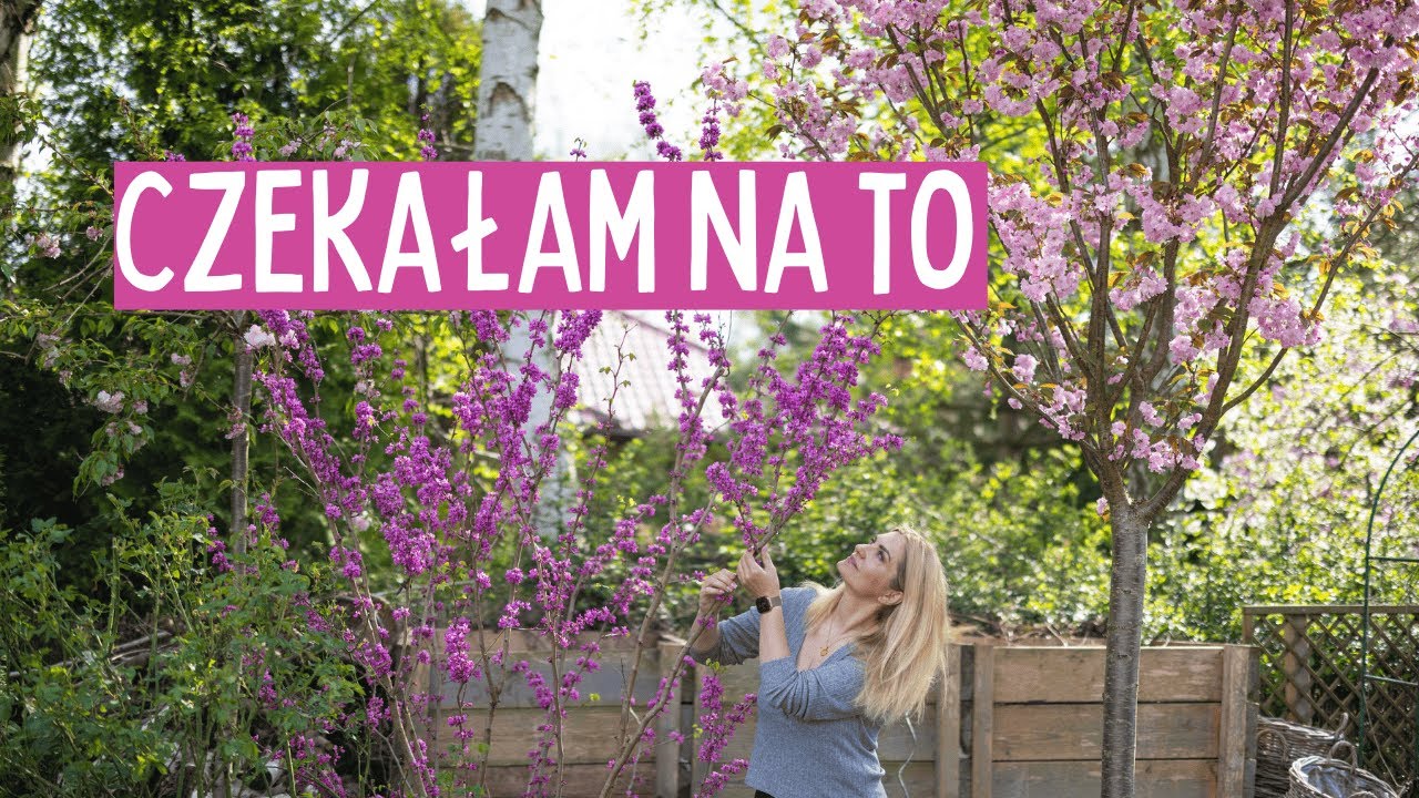 Spacer po ogrodzie w kwietniu – kwitnące tulipany, magnolie i czar wiosny