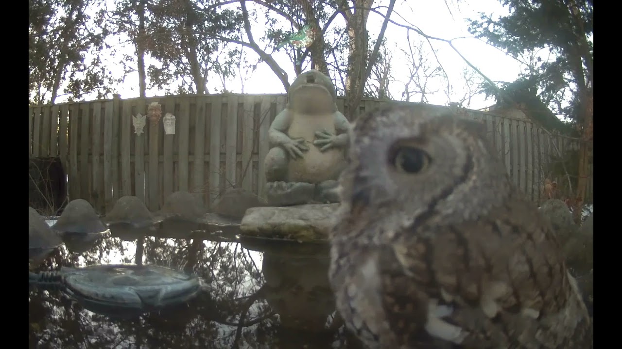 Screech Owl at the birdbath 