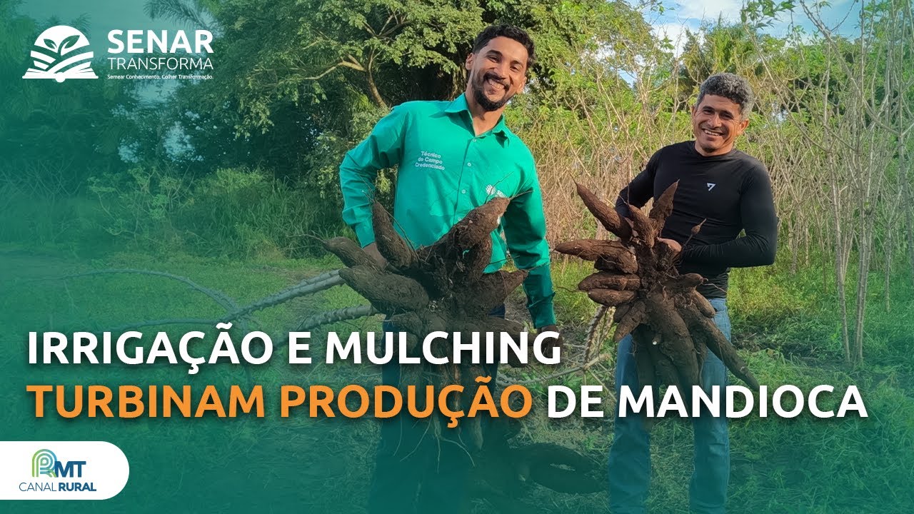 Com irrigação e mulching agricultor multiplica produção de mandioca em MT | Senar Transforma ep.44