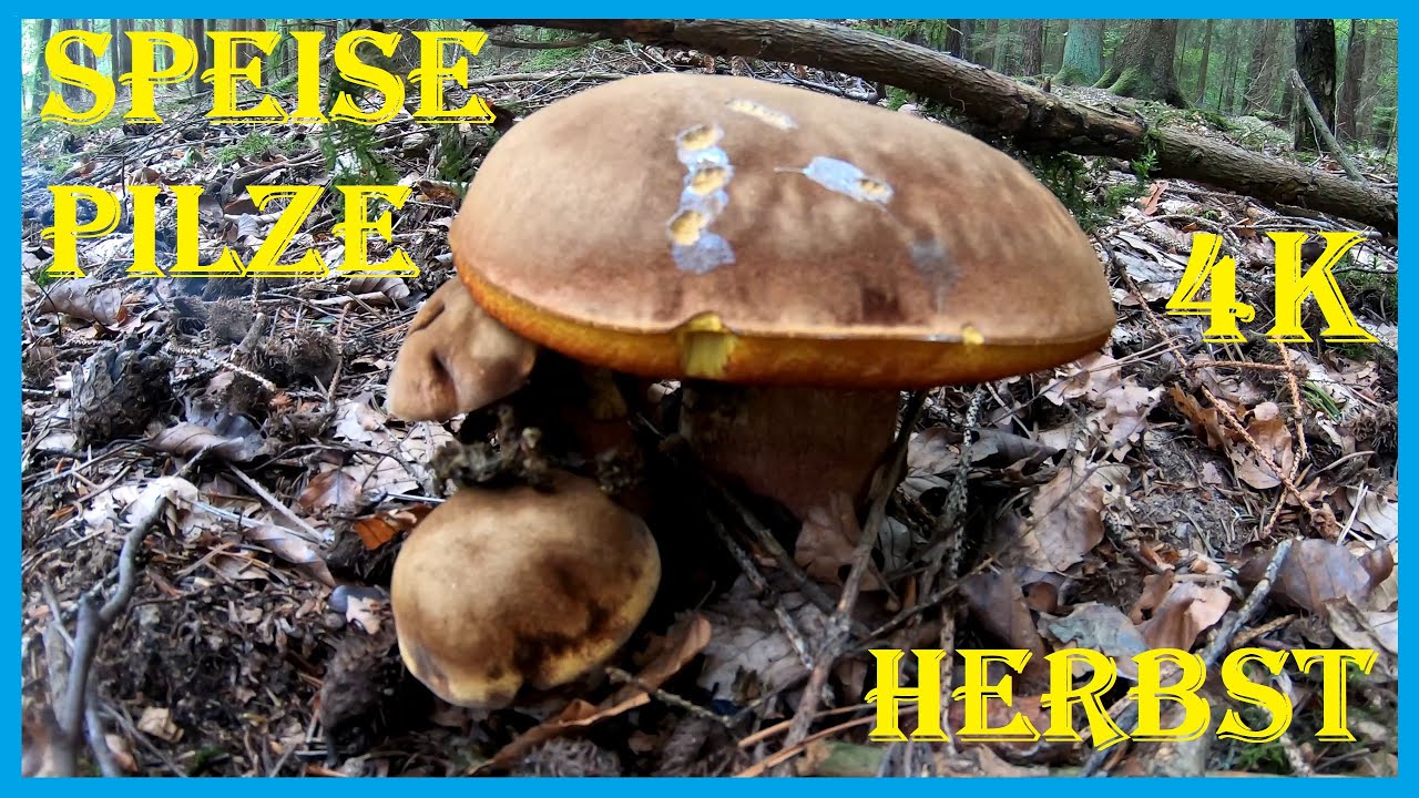 Essbare Waldpilze im Herbst - Glucken, Flockis und Raufüße - 4K60fps