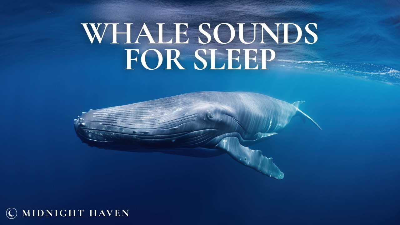 Whale Sounds & Ambient Pads for Sleep | 8 Hours of Deep Ocean Atmosphere 🌊🌙