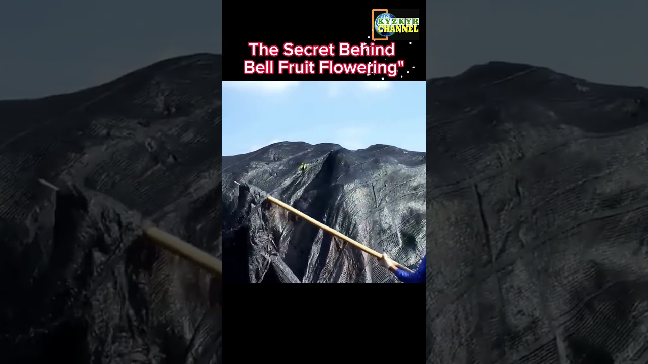 Did You Know Black Nets Help Bell Fruit Trees Bloom?