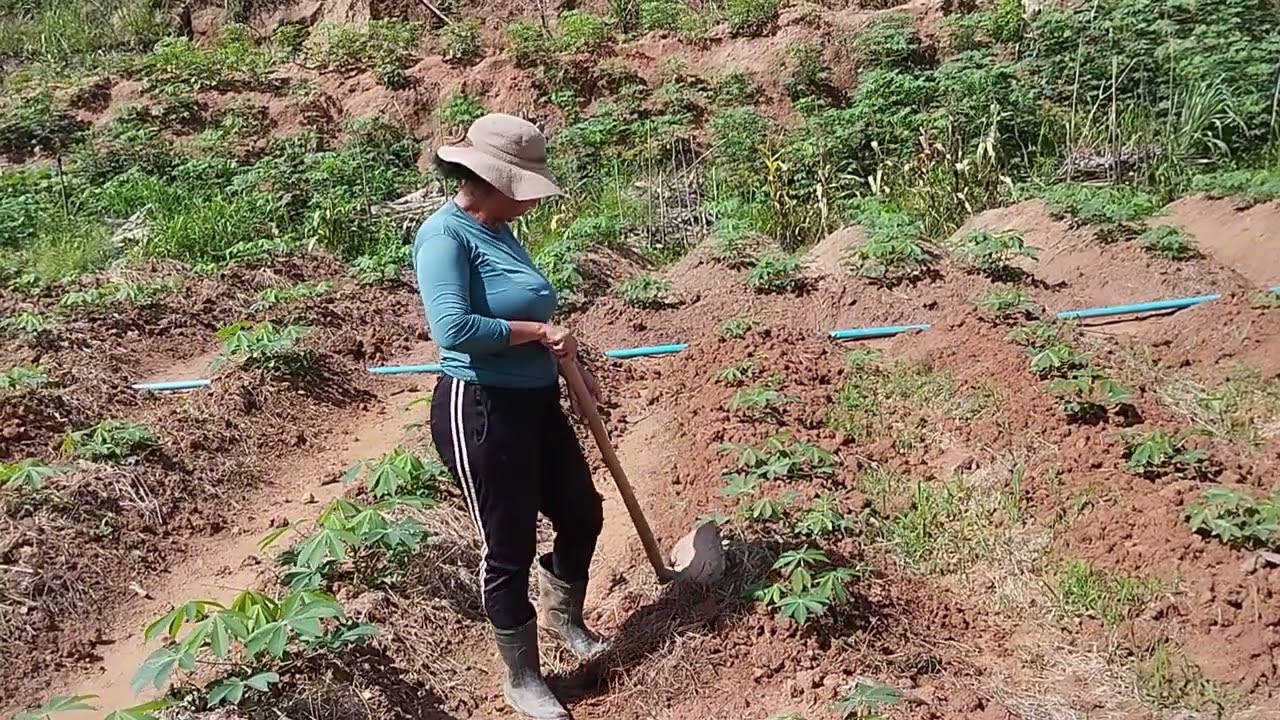 Limpeza da macaxeira 