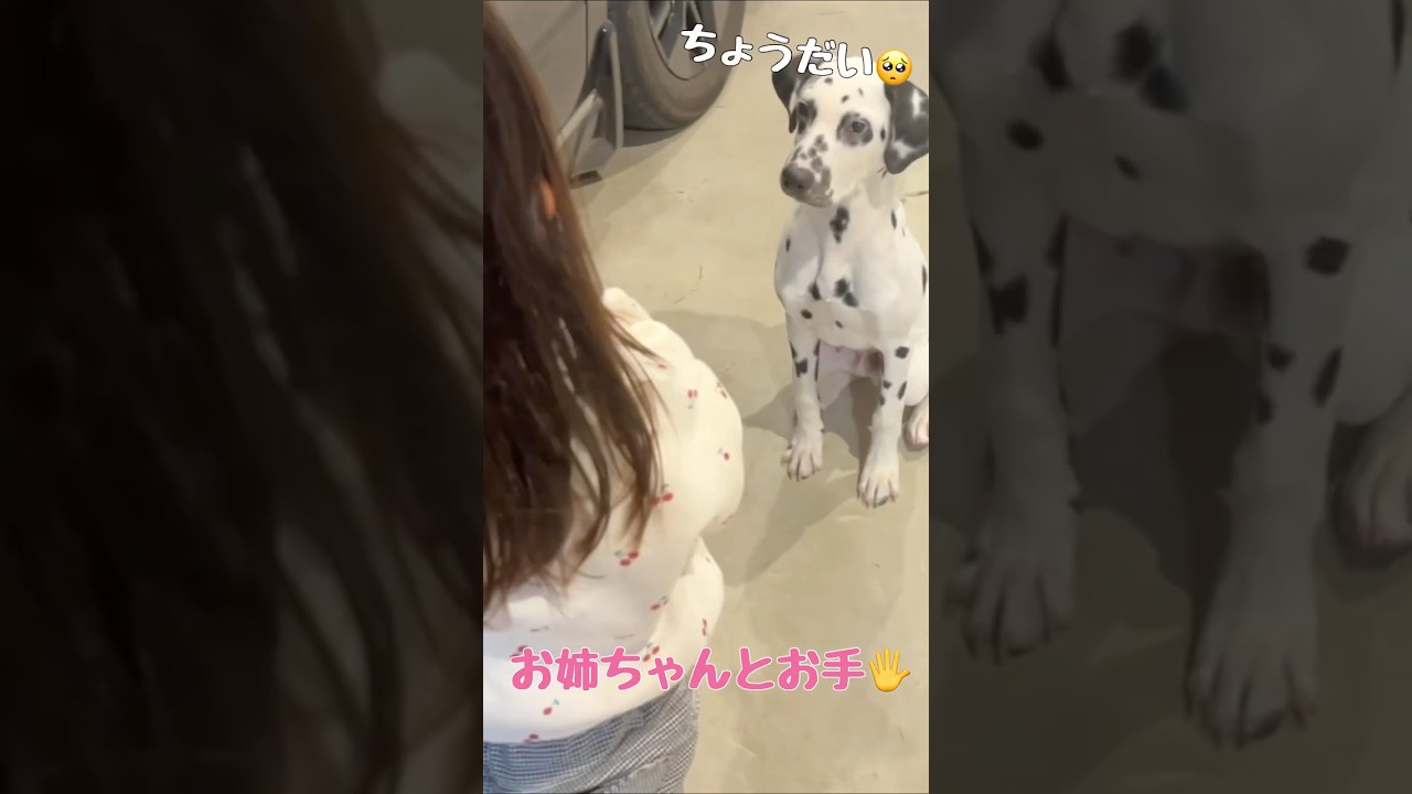 【お姉ちゃんと過ごすダルメシアンパピー】#shorts #ダルメシアン #犬 #dalmatian #dogvlog #可愛い #puppy