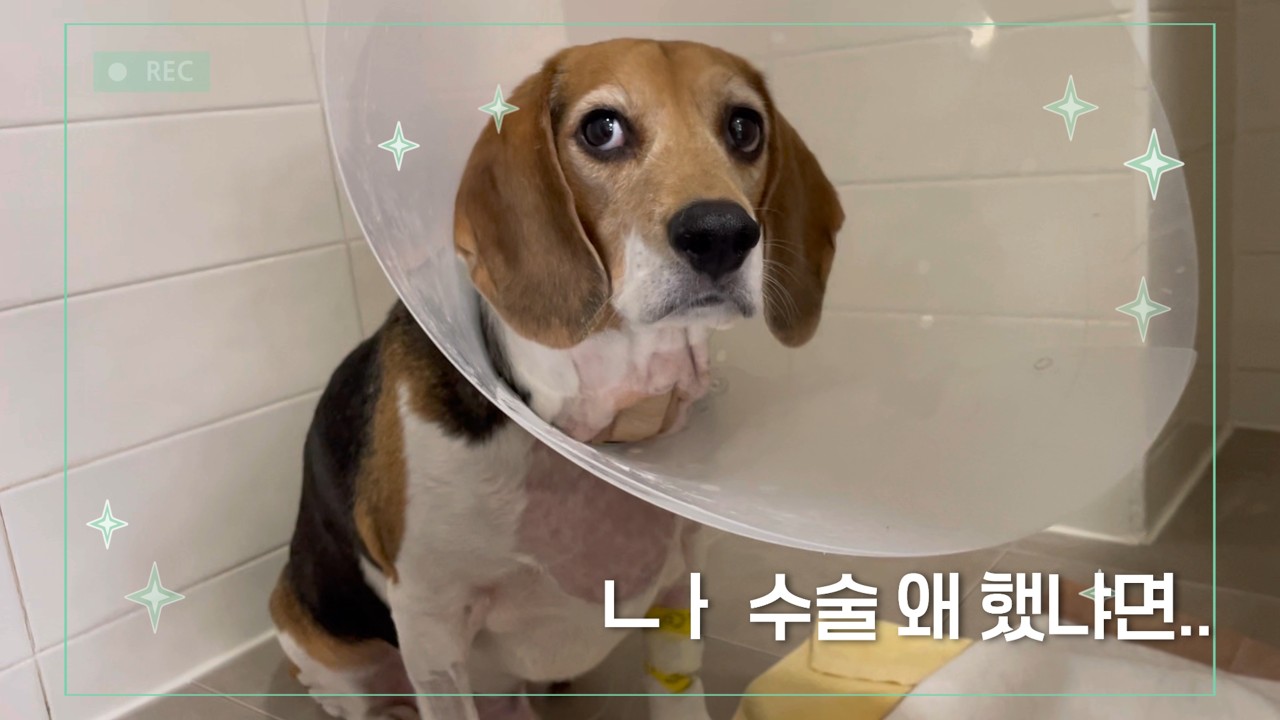 내 강아지 갑상선암 수술 후 회복기 1편