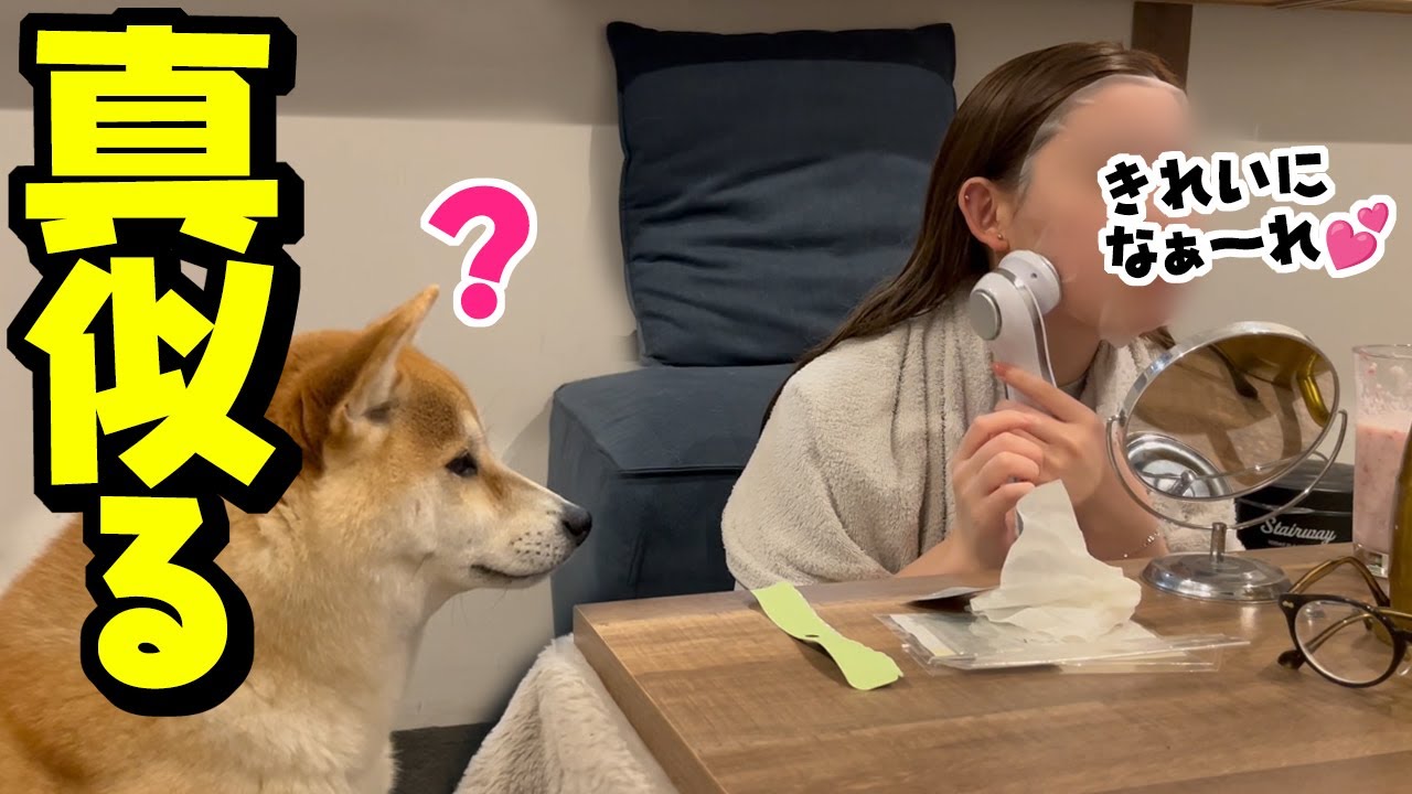 美顔器する娘の真似をしようとする女子力高い柴犬がこちらです
