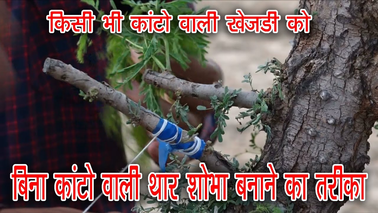 Amazing Grafting Technique...कांटेदार खेजड़ी को बनाये बिना काँटों वाली ज्यादा सांगरी वाली थार शोभा