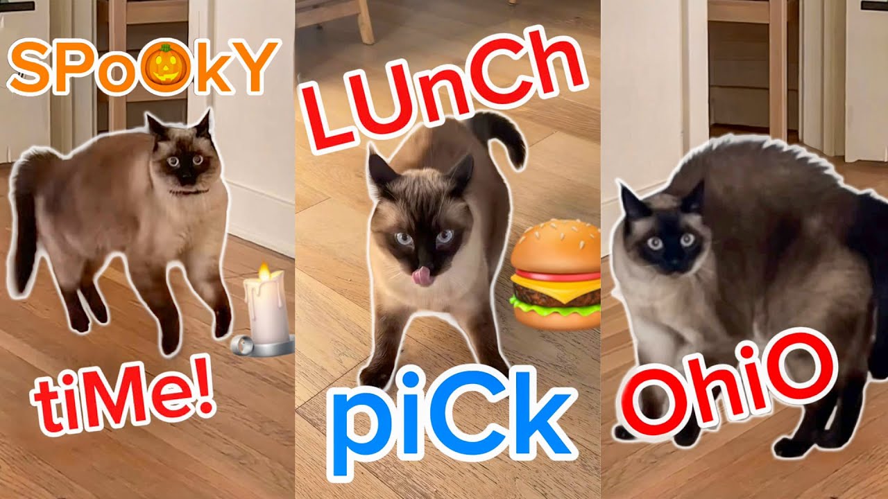 Merv The Talking Cat Summons BAGAGWA 😂 - Funniest Cat Expressions
