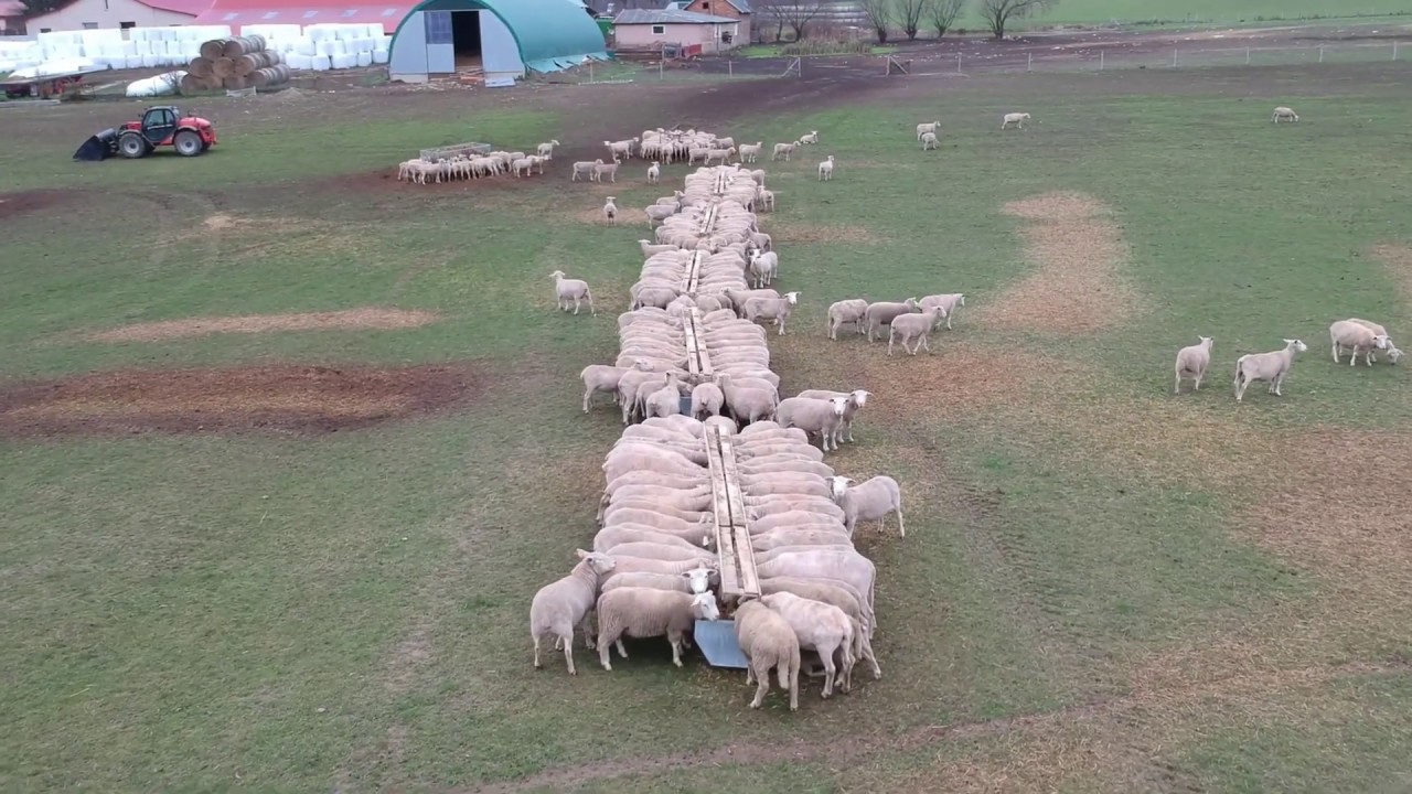 KARMIENIE OWIEC/FEEDING SHEEP