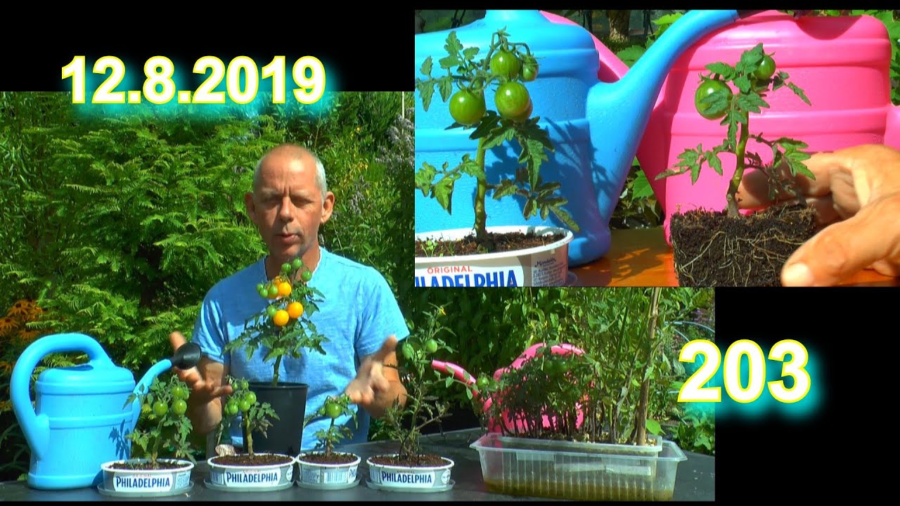 Die kleinsten Tomaten Pflanzen oder geht es noch kleiner sensationell und grandios