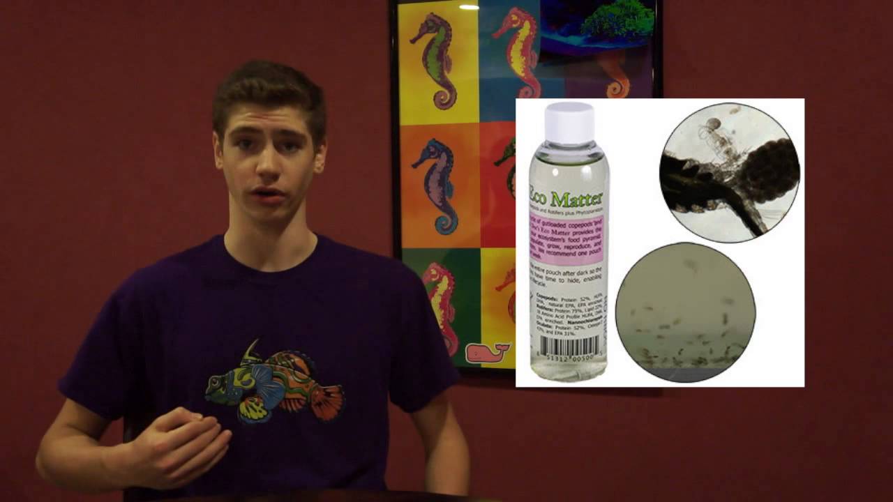 Copepods and Rotifers Info- Does your Tank Need Them?