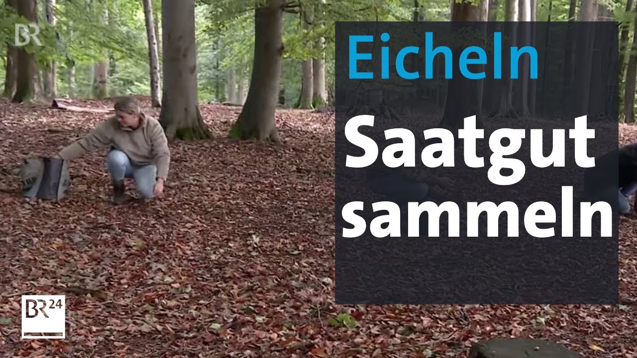 Eichelsammler: Bestes Saatgut aus dem Spessart | Abendschau | BR24