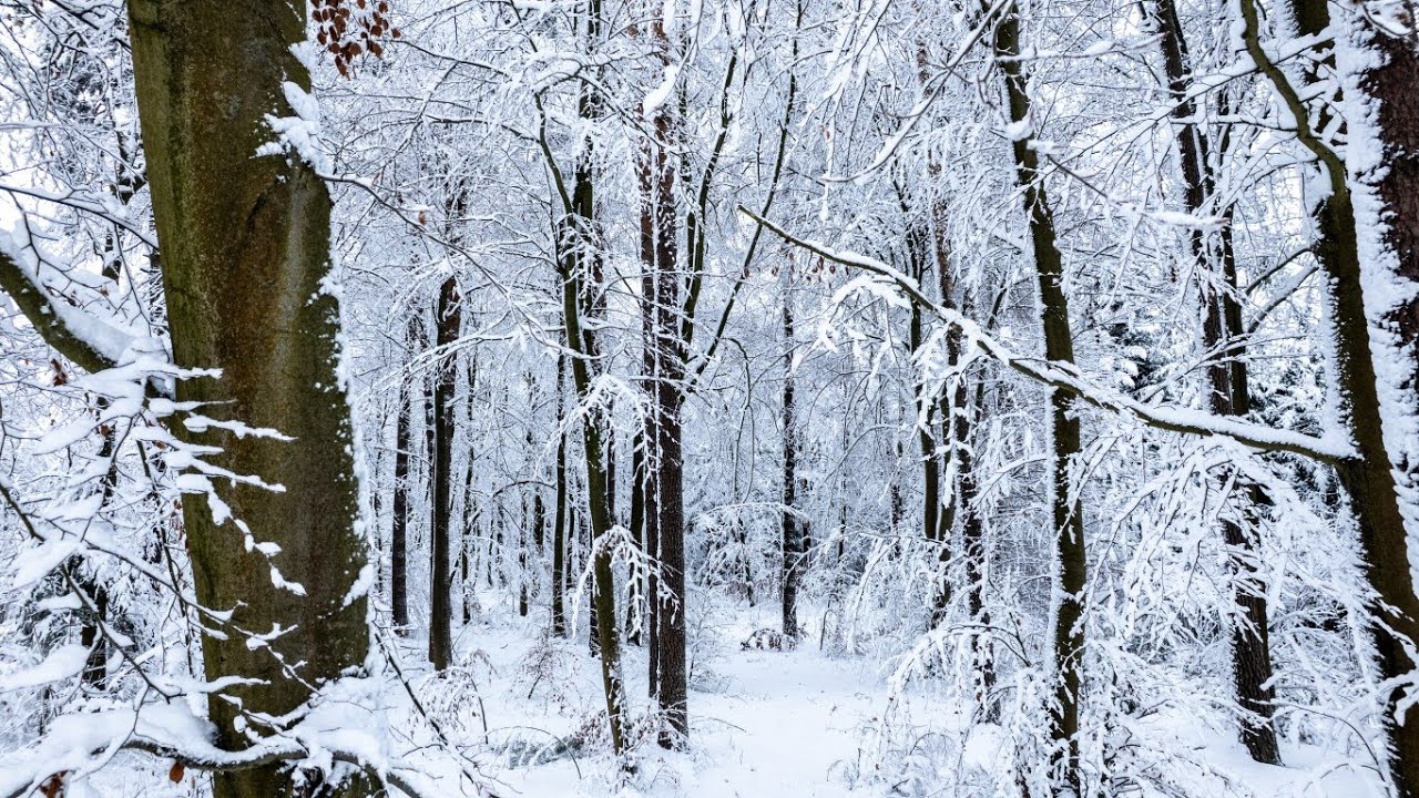 Roztoczańska Narnia 