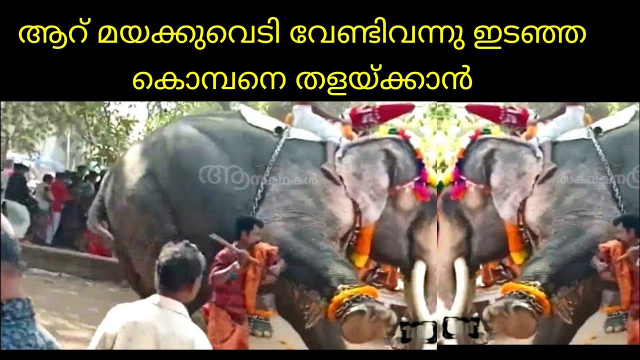 6 മയക്കുവെടി വെച്ച ശേഷമാണ്  ഇടഞ്ഞ ആനയെ തളയ്ക്കുവാൻ സാധിച്ചത്  | Ollukkara krishnadas|Kerala elephant